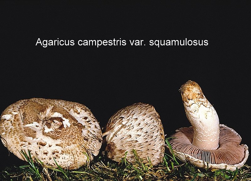 Agaricus campestris var.squamulosus-amf146.jpg - Agaricus campestris var. squamulosus - Syn: Psalliota campestris var. squamulosa - Nom français: Agaric écailleux